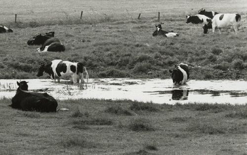 DEN HAAG - Boeren moeten ervoor zorgen dat hun koeien niet uit de sloot drinken, zo luidt een van de aanbevelingen van de commissie-Van Dijk, die onderzoek deed naar het verband tussen veeziekten en riooloverstorten. - Foto Axipress