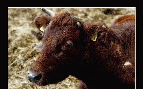 MRIJ-vee: Maas-, Rijn- en IJsselvee. Rode koeien die goed zijn voor zowel melk als vlees. Vanouds grazend in de sappige weiden bij de grote rivieren. En met een kleurslag die terug is van weggeweest: het brandrode rund. Vroeger een ondersoort, inmiddels t