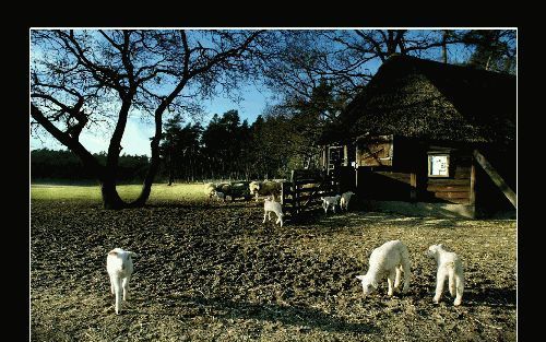 Lammetjes bij de schaapskooi van Loenen. - Foto Sjaak Verboom