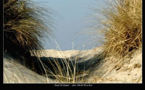 Wie de smalle paden van de Duinen van Oostvoorne bewandelt, krijgt elk seizoen andere verrassingen voorgeschoteld. - Foto Henk Visscher