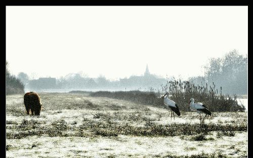 Friesland is rijk bedeeld met prachtige natuur: unieke wadden, kleurige graslanden, meren en plassen, moerassen, heide en bossen. - Foto RD, Henk Visscher