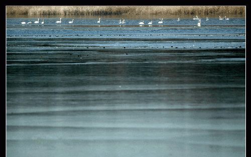 De lepelaarsplassen in Flevoland. - Foto RD, Henk Visscher