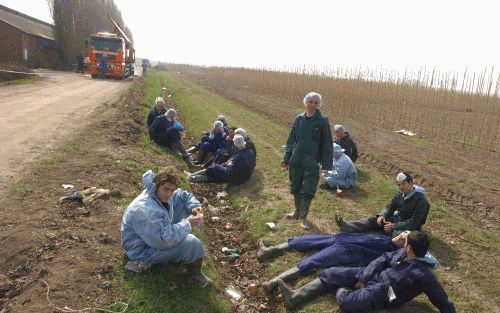 OPHEUSDEN - Vogelpest in de Betuwe. Hoewel de ruimingen plaatsvinden volgens een strak schema, kunnen betrokkenen even tijd nemen om in de zon uit te rusten. „Per rit vervoeren we 15.000 dode kippen naar een destructiebedrijf”, zegt chauffeur Folkert Kooi