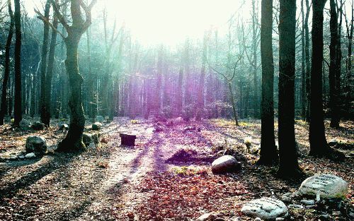 ASSEL - De Natuurbegraafplaats in het Gelderse Assel, prachtig gelegen te midden van uitgestrekte bossen. De schoonheid ervan zou je bijna doen vergeten dat het hier om een dodenakker gaat. - Foto RD, Henk Visscher