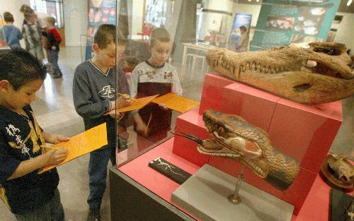 Een schoolklas speurt naar tanden en kiezen in het natuurmuseum in Tilburg. - Foto’s RD, Anton Dommerholt