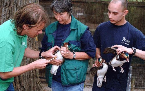 ROTTERDAM - Verzorgers van diergaarde Blijdorp staan in de rij met vogels die een spuit krijgen tegen het vogelpestvirus. De ziekte is nu via BelgiÃ« zo dichtbij gekomen, dat de dierentuin het niet langer verantwoord vindt met enten te wachten. - Foto ANP