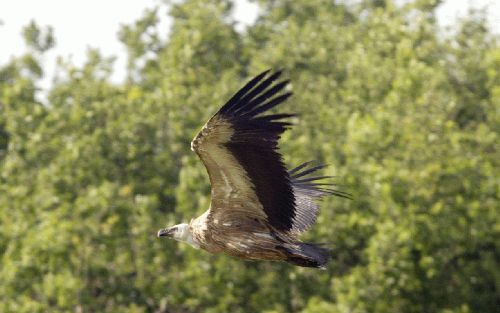 DE WIJK - Twee vale gieren belagen ooievaars en hun jongen bij ooievaarsbuitenstation De Lokkerij in De Wijk. De aasetende roofvogels, die in Nederland uiterst zeldzaam zijn, hebben al zes jonge ooievaars verorberd. Op de foto slaat een van de twee gieren