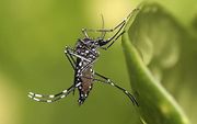 De mug Aedes aegypti kan drager zijn van een van de vier types denguevirussen. Door de prik van een besmette mug krijgen mensen knokkelkoorts. Beeld eliminatedengue.org/wiki