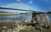 „Het begrip droogte heeft drie elementen in zich: watertekort, verslechterde waterkwaliteit en koelwatertekort.” Foto: Een pony in de bedding van de Waal bij Nijmegen, in de droge zomer van 2003. Foto ANP