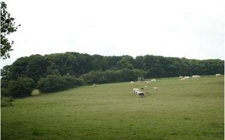 Bos en weide wisselen elkaar af ronde de Duivelsberg. Hollandse koeien grazen loom in de zomerrust die heerst in het natuurgebied. Foto's RD. Henk Visscher