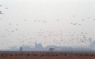 SCHERPENZEEL - Als over enkele weken de vogeltrek vanuit Rusland en Kazachstan naar West-Europa op gang komt, is de kans reÃ«el dat de dieren het vogelpestvirus ook naar Nederland overbrengen. Het ministerie van Landbouw heeft met spoed om advies gevraagd