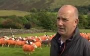 Pip Simpson met zijn oranje schapen. beeld YouTube