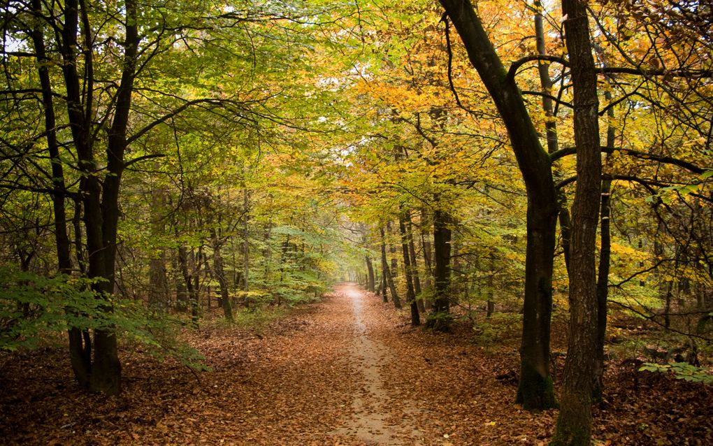 Veluwe. Foto ANP