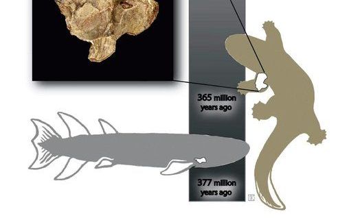 Schematische weergave van de missing link-theorie, zoals deze door evolutionisten wordt gepresenteerd. - EPA