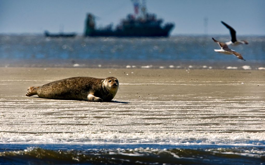 Zeehondjes worden bijna een maand vroeger geboren. Foto ANP