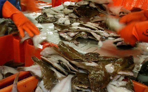 DEN HAAG - Ruim tien jaar na de introductie van het MSC-label, zijn nu ook in Nederland de duurzame vis en visserij in opmars. De Marine Stewardship Council (MSC) wil na de haring ook de vangst van schol, makreel en garnalen verder verduurzamen. Foto ANP