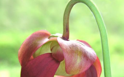 Vleesetende planten komen over de hele wereld voor. Toch stellen ze eisen aan hun groeiplaats. Ze groeien bijna allemaal op moerassige plaatsen in zure, voedselarme grond. Zonnedauw. Foto’s RD