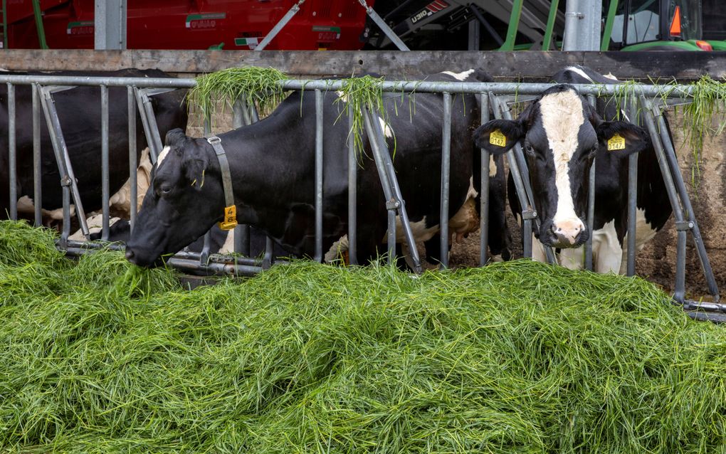 Noord-Brabant wil dat oude stallen voor 1 januari 2024 minder stikstof uitstoten. Het is de vraag of die datum nog haalbaar is nu de Raad van State diverse innovaties onderuit heeft gehaald. beeld RD, Henk Visscher