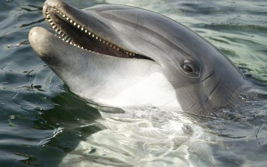 Deze dolfijn zal nergens last van hebben, want zijn thuis is het Dolfinarium in Harderwijk. Foto ANP.