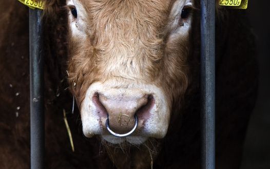 VWA: Iers rundvlees niet in de handel. Foto ANP