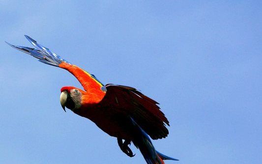 Een papegaai vliegt boven het schiereiland Osa in Costa Rica. Dit jaar plant Costa Rica zeven miljoen bomen aan, in een poging het eerste CO2-neutrale land ter wereld te worden. Foto EPA