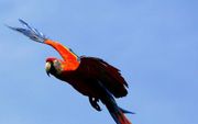 Een papegaai vliegt boven het schiereiland Osa in Costa Rica. Dit jaar plant Costa Rica zeven miljoen bomen aan, in een poging het eerste CO2-neutrale land ter wereld te worden. Foto EPA
