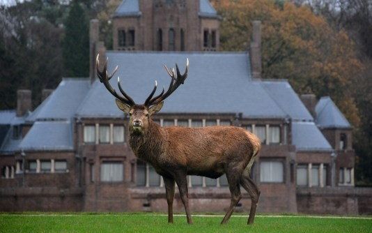 Hubertus bij Jachthuis Sint Hubertus. beeld De Hoge Veluwe