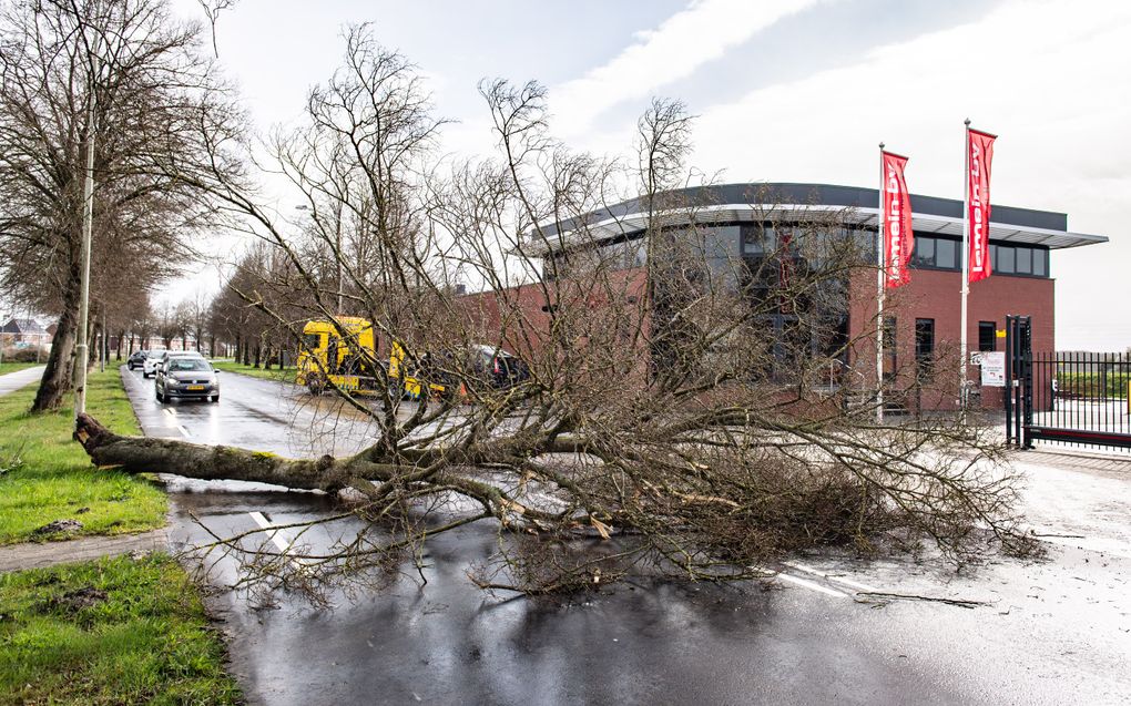 Een boom is omgewaaid en op een auto beland. Voor het eerst sinds jaren heeft Nederland een witte Pasen. Naast de winterse buien waait het ook stevig. beeld ANP, VENEMA MEDIA