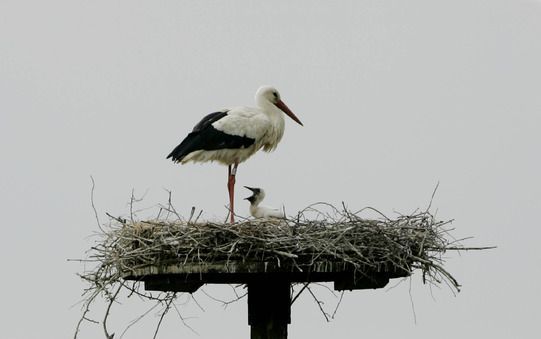 ZEIST – De belangen van de ooievaar worden in Nederland sinds zaterdag behartigd door een groep vrijwilligers. Foto ANP