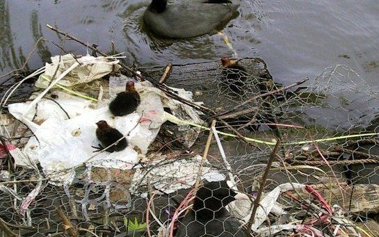 Vorig jaar was de meerkoet in Utrecht de meest getelde diersoort met 14.188 exemplaren. Foto ANP