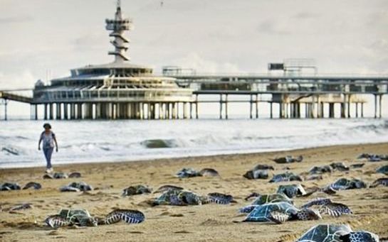 SCHEVENINGEN - Het Scheveningse strand afgelopen vrijdag, met tal van levensgrote kartonnen schildpadden. Het fraaie weer van het afgelopen weekeinde heeft de reddingsdiensten op en rond het water handenvol werk bezorgd. - Foto ANP