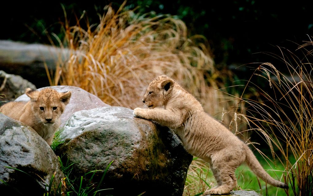 Leeuwenwelpjes in DierenPark Amersfoort. Zij werden in december geboren, maar vanwege de lockdown kunnen bezoekers niet op kraamvisite. beeld ANP, Sander Koning