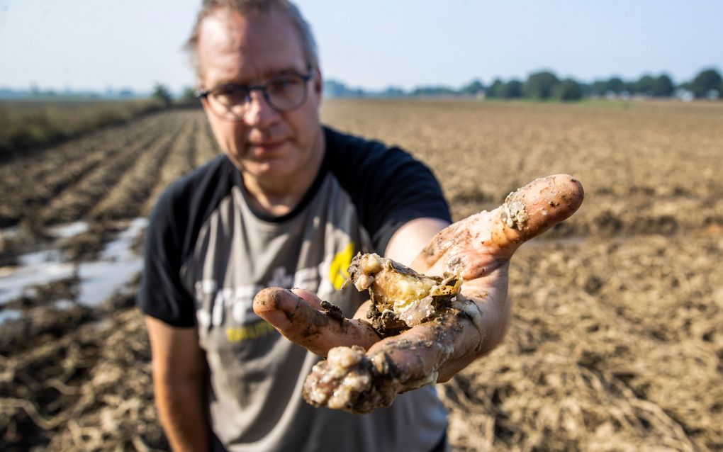 Een akkerbouwer toont zijn mislukte oogst van aardappels op een ondergelopen akker in Limburg in juli. beeld ANP, Vincent Jannink