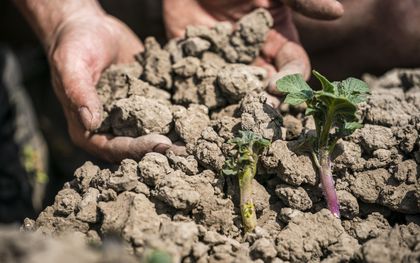 Droge grond op een akker met aardappelen. De landbouw heeft te lijden onder de langdurige droogte. beeld ANP, Rob Engelaar 