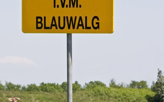 MAARSSEN – Wetenschappers hebben een nieuw middel op het oog om blauwalg in zwemwater te bestrijden. Foto ANP