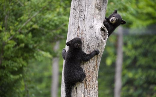 Jonge zwarte beren vermaken zich met een boom. In Canada is een zwarte beer gevonden met afwijkend gedrag als gevolg van een infectie met de vogelgriep. beeld AFP, Frederick Florin