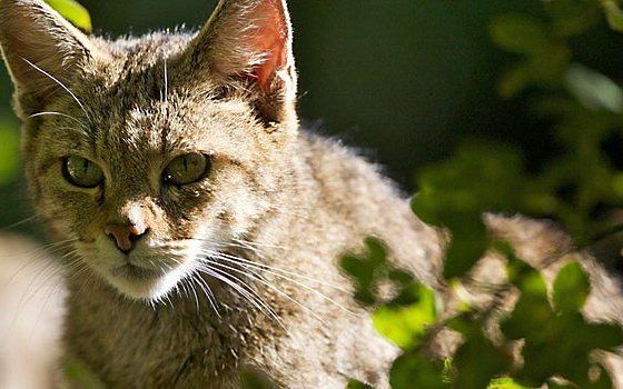 Wilde kat. beeld Karsten Reiniers, ARK Natuurontwikkeling