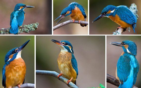 Het koude winterweer is veel ijsvogels fataal geworden. Foto EPA