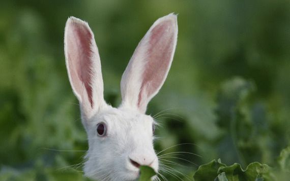 Albino haas. - Foto ANP, Mark Schuurman