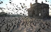 In Bombay nemen duiven bezit van de straten, waar het rustig is door de coronacrisis. beeld AFP, Punit PARANJPE 