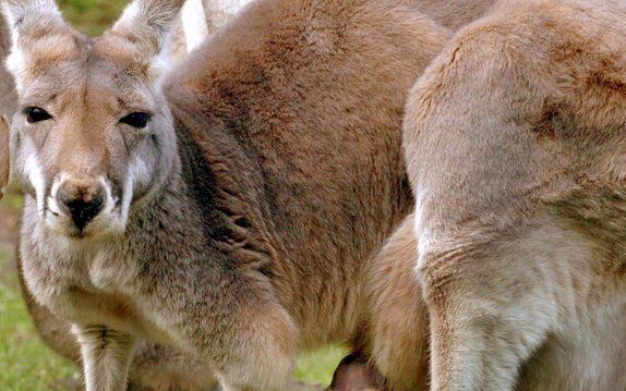 CANBERRA - Australische dierenrechtenactivisten hebben dinsdag nieuwe acties aangekondigd tegen het ruimen van ongeveer 400 kangoeroes in de omgeving van Canberra. Foto: ANP