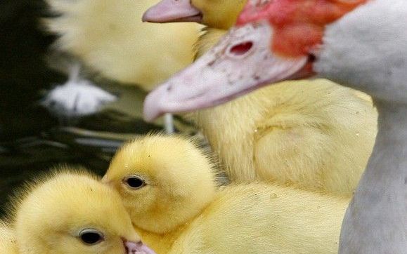 URK - De Dierenopvang Urk vraagt de gemeente toestemming om dertig eenden te evacueren uit een vijver in de wijk Het Ruim. Jongeren bekogelen de gevederde dieren regelmatig met stenen, rijden ze met de fiets aan, schoppen ze, wikkelen ze in visdraad en vo