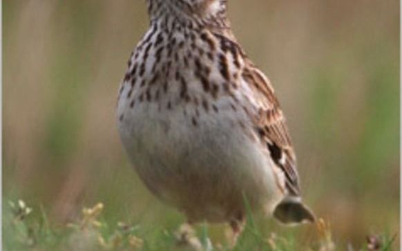 Door de kap van bomen hoopt het Utrechts Landschap vogels zoals de boomleeuwerik weer terug te brengen. Foto Utrechts Landschap