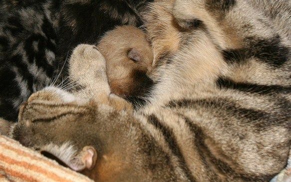 AMSTERDAM - Een pasgeboren panda in Artis heeft wel een heel bijzondere moeder gekregen. Hij is geadopteerd door een huiskat, nadat zijn eigen moeder hem had verstoten. De poes zoogt de panda samen met haar vier kittens. Foto ANP