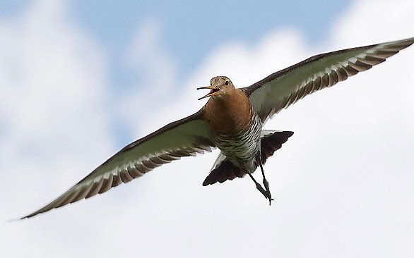 Een grutto in vlucht. beeld Omrop Fryslân