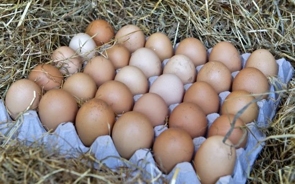 Eieren beneden kostprijs door dioxine. Foto ANP