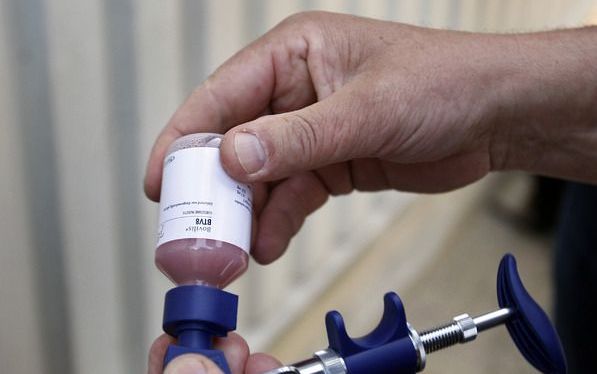 Vaccinatie tegen blauwtong. Foto ANP