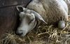 Een schaap besmet met het blauwtongvirus. De ziekte verspreidt snel door Nederland onder herkauwers zoals schapen, geiten en koeien. Ongeveer 10 procent van de besmette dieren gaat dood aan de ziekte. beeld ANP, SANDER KONING