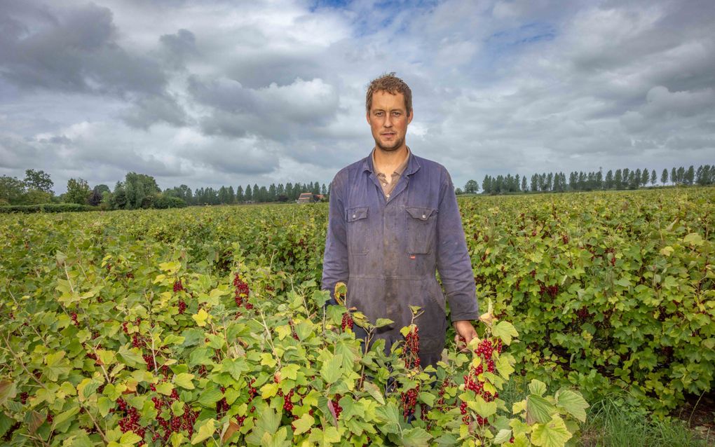 Teler Marinus Vermue krijgt zijn rode bessen niet verkocht en laat mensen daarom gratis plukken. beeld Marcelle Davidse