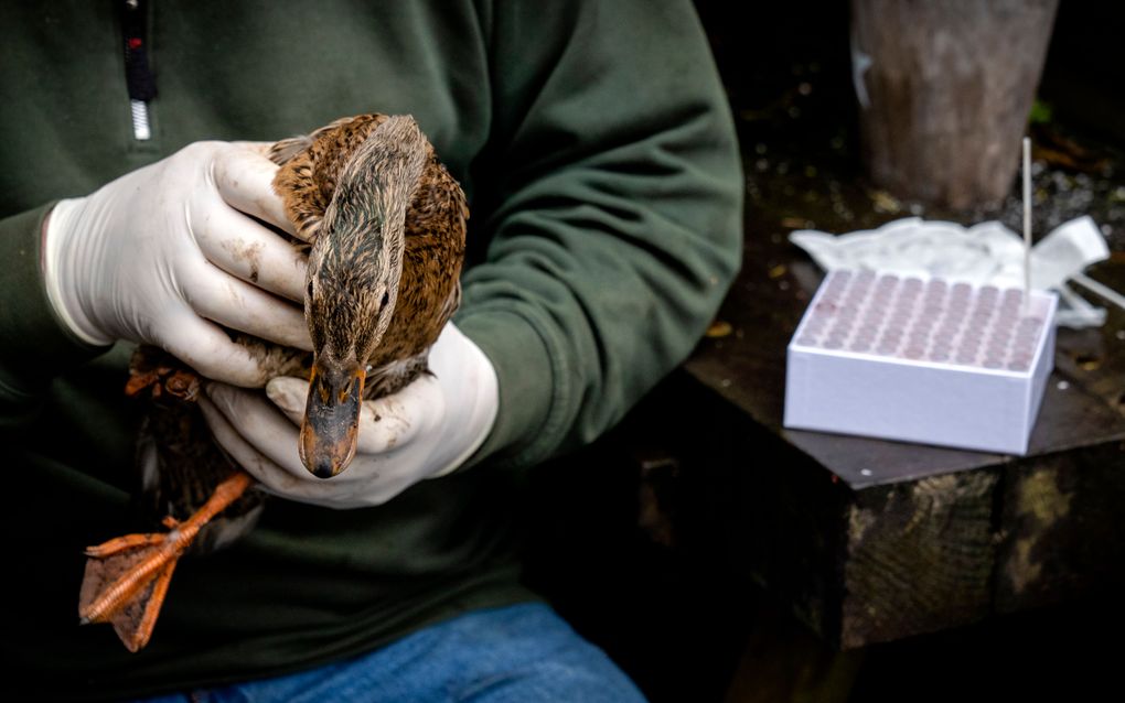 Kooiker Teun de Vaal bemonstert een eend met een wattenstaafje met keel- en cloaca-swap. Voor onderzoek naar vogelgriep stuurt de kooiker de monsters een paar keer per week naar Rotterdam. beeld ANP, Sander Koning